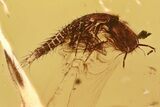 Bizarre Fossil Rove Beetle (Paederinae) Larva in Baltic Amber #372469-1